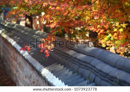 Autumn Trees in Korea