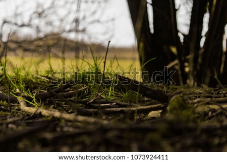 a picture of grass growing from the earth