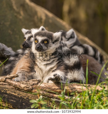Group of ring-tailed lemurs (Lemur catta) photographed at a zoo. The front lemur has its hand positioned as if to grab something. Lemurs are primates native to Madagascar, an island east of Africa.