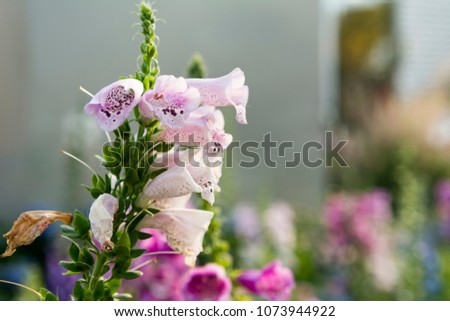 Close-up image of beautiful pink flower with blurred background in spring time. Taken in Victoria Park, Hong Kong