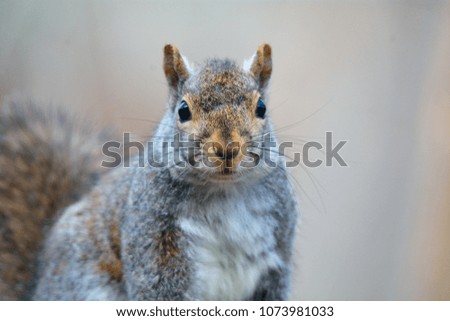 A very close-up picture of a fox squirrel looking into the camera at the nature center of Turkey Run State Park, Indiana.