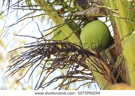 Green coconuts are on the tree.