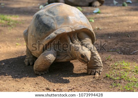 Giant Turtle Mauritius