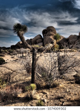 Dramatic Yucca in the Desert
