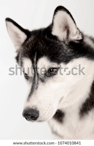 A dog breed of Husky on a white background close-up.