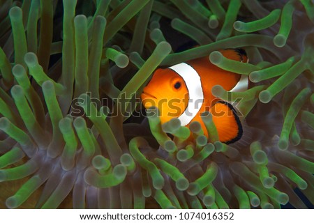 Clown fish inside anemone  Royalty-Free Stock Photo #1074016352