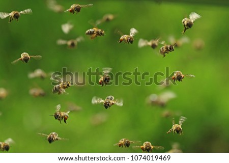 front view of flying honey bees in a swarm on green bukeh Royalty-Free Stock Photo #1074019469