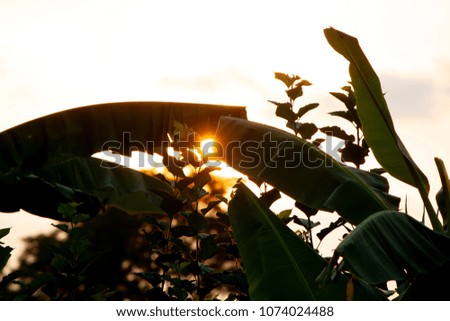 Gold of sunset under leaf of banana and mulberry on evening.