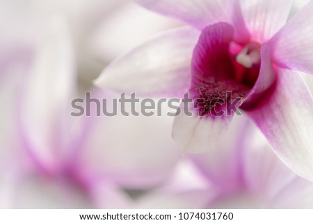 Floral background -  Orchid 