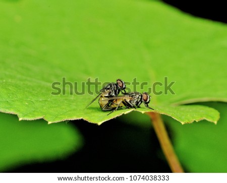 Mating flies on green leaf