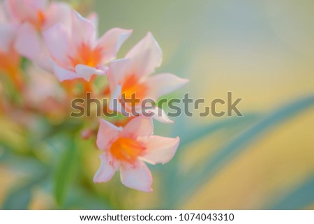 A soft focus picture of blooming orange flowers with blurred natural green background. 