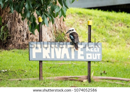 A Kookaburra keeping out unwanted guest