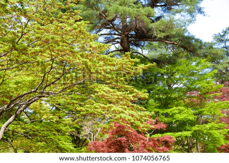Fresh green of maple leaves in spring.
Picture of the beautiful maple tree leaves.