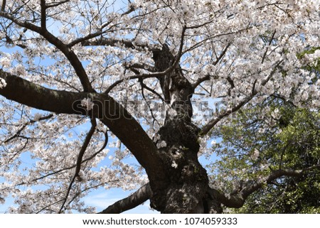 Closeup of beautiful white cherry blossoms photographed from below in a park in Washington D. C in the USA