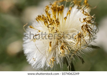 Dry dandelion with blured background, close up photo