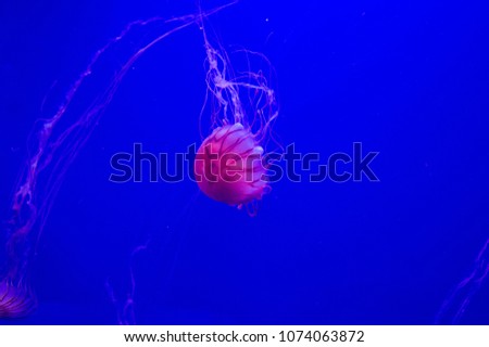  Jellyfishes swimming in aquarium