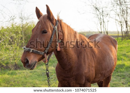 Beautiful horse grazing in a meadow, Portrait of a brown horse