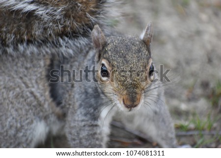 Closeup of a cute squirrel sitting in a park in Washington on a sunny spring day