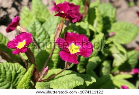 Fresh bright dark red primrose flowers close up in spring morning garden