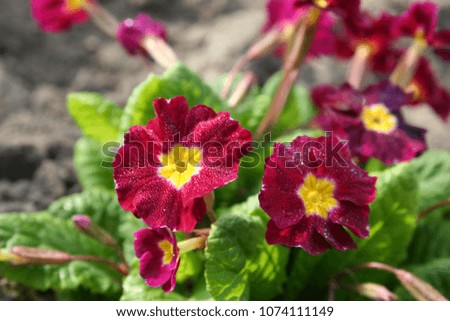 Fresh red-pink primula flowers with drops of dew in the morning close up