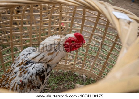  cock animal