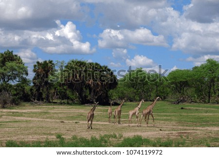 A herd of giraffes in the Selous Game Reserve, Tanzania
