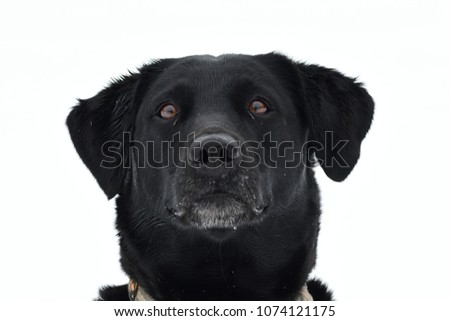 Head shot of a young black Labrador on a snowy day