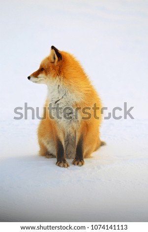 Red fox during winter, in Hokkaido Japan