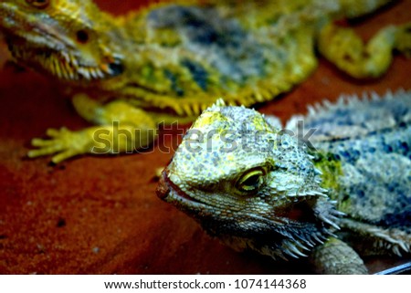 The agama of the beard is central (Pogona vitticeps) - the species of the lizards to the genus of the bearded Agam of the homeland Agamowich