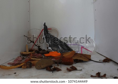 Yellow scissors, flowers, leaves, seeds, and other objects in the photographer's studio.