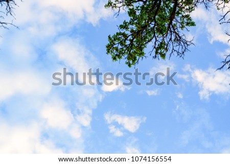 Blurred and selected focus blue sky in summer