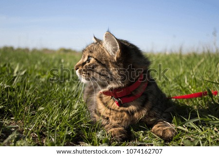 Siberian cat on a walk in the field