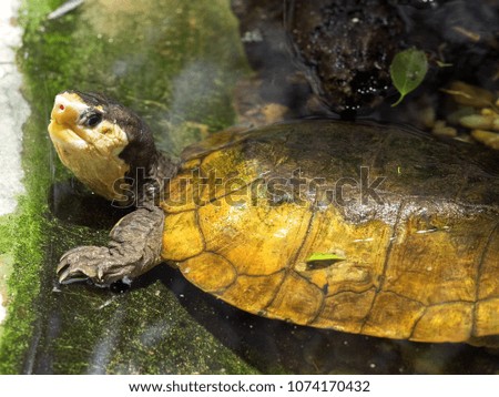 Water turtle Malayan flat-shell turtle, Notices platynota