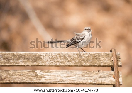 A Northern Mockingbird moving along a bench top on a windy day. 