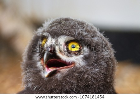 Chick of Eurasian Eagle-owl - detail picture of head with large yellow eyes and raptor beak