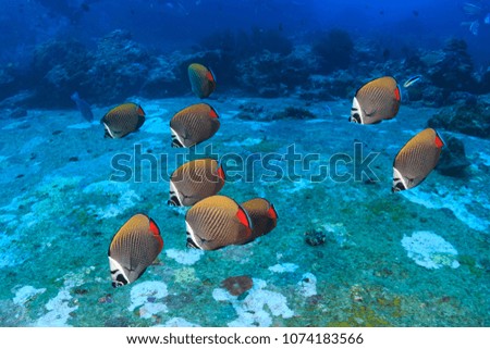 A pretty shoal of red tail Butterfly Fish swim around a tropical coral reef