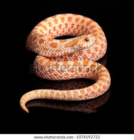 Snake Heterodon Nasicus Albino from DrasnaSnakes Royalty-Free Stock Photo #1074192722