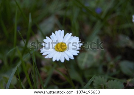 a daisy in the centre of the picture