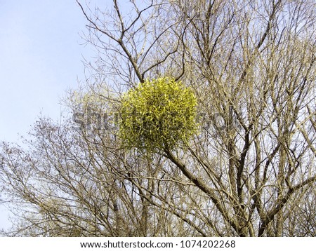 Mistletoe, the obligate hemiparasitic plant attached to the host tree