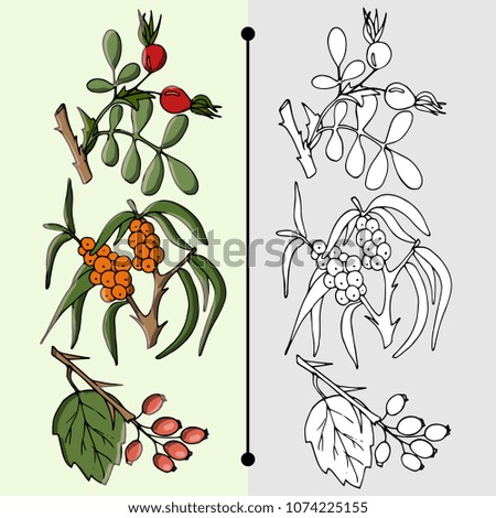 Set with branches, leaves and berries of trees, sea buckthorn and wild rose, colorful and black white, hand drawing style, vector illustration