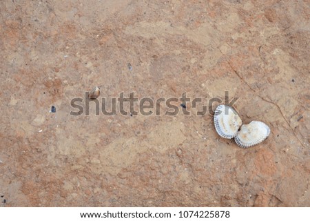 Texture of coastal sand with shell