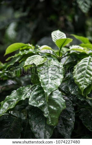 Picture of a coffee plant. Lush green foliage with water drops on the leaves.