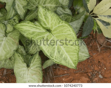 Yellow and green color leaf of Caladium plant