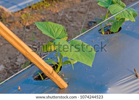 Small cucumber tree, cucumber tree, Small cucumber tree from Thailand country