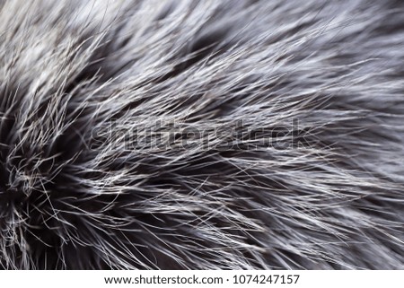 Wool Dark Black Fur Brown and Gray Texture