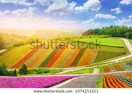beautiful colorful of rainbow flowers garden on hill at Biei farm, Hokkaido province in japan
