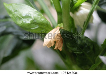 A picture of a chillies flower during early stage