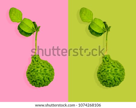 bergamot with branch and leaf on duo colors background