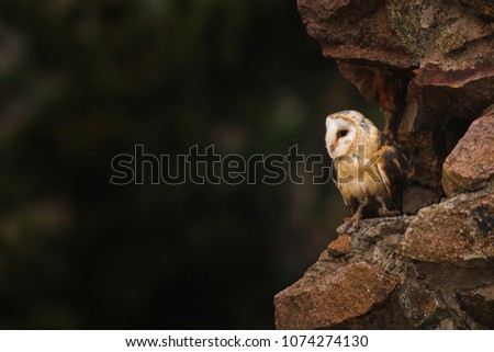 Barn owl, Tyto alba sitting on a wall. Beautiful night predator on ruins of old castle. Evening scene with mysterious bird of prey. Hunting owl, beautiful lighting, golden hour, stones.
