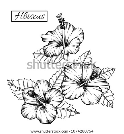 Hibiscus clip art on white backgrounds.Idea for business visit card, typography vector,print for t-shirt.